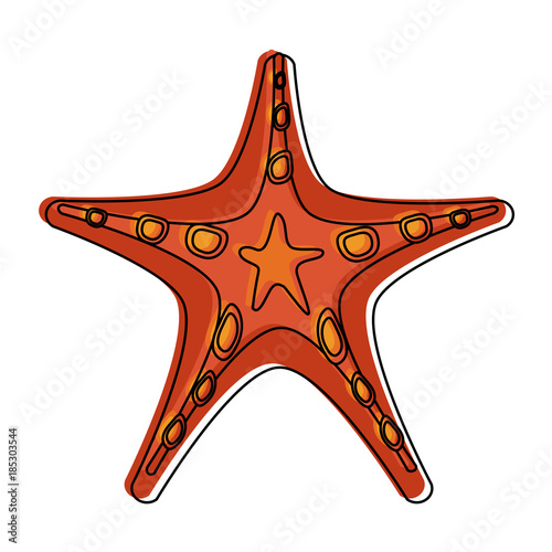 Sea star isolated