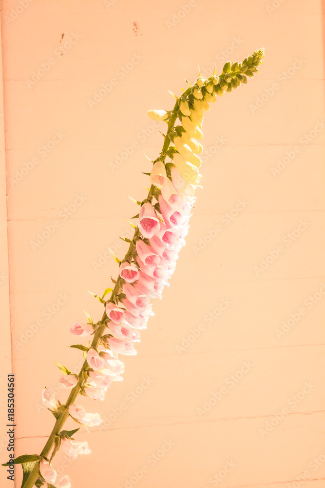 Naklejka premium Foxglove Flower (Digitalis purpurea) with light shining on flowers with wall background. Foxglove flowers are a clusters of tubular shaped blooms in white, yellow, pink, red, purple.