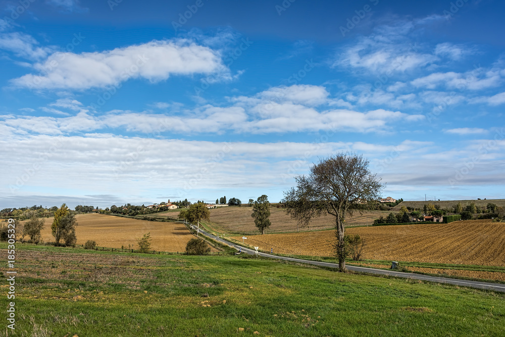 Fototapeta premium Lonely not outspoken tree in a green countryside under blue skie