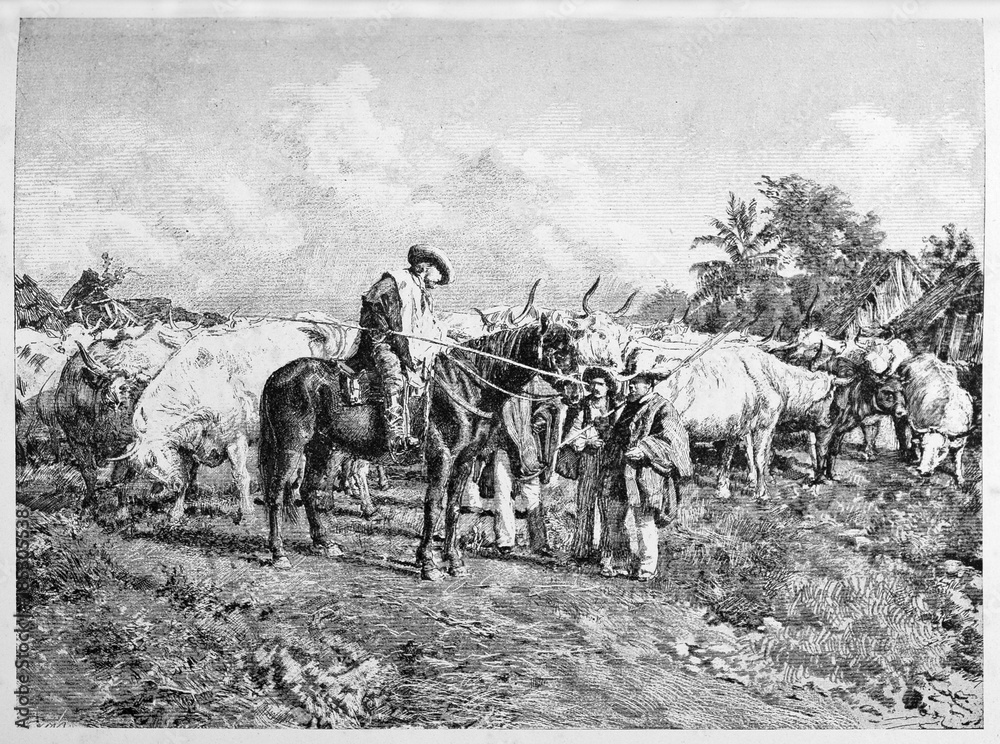Obraz premium Ancient oxen trader makes business leading his herd to pasturage. Garibaldi trading oxen. By E. Matania published on Garibaldi e i Suoi Tempi Milan Italy 1884