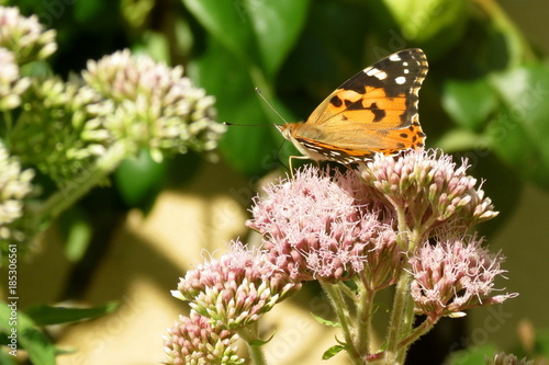 Essonne - Papillon sur une fleur - Parc du Château de Chamarande -  © Marytog