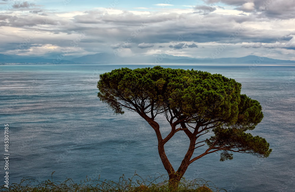 Sea shore vista behind a lonely tree under blue skies with fluff Sea shore vista behind a lonely tree under blue skies with fluff