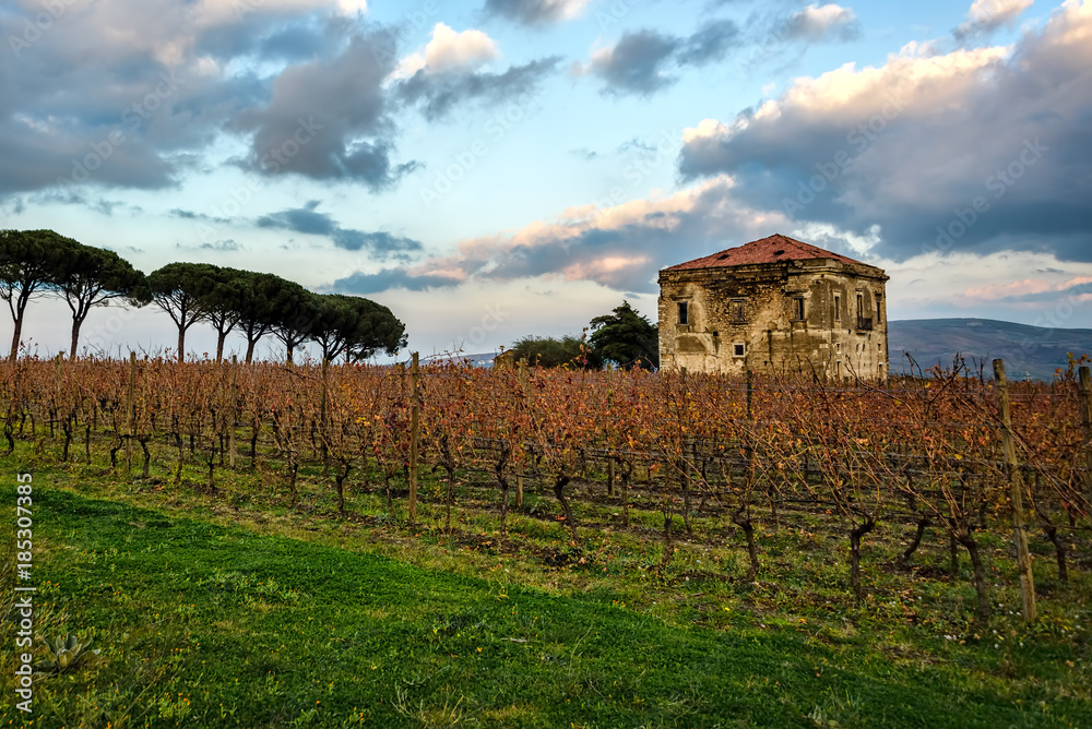 Vineyard with an old country house during sunset