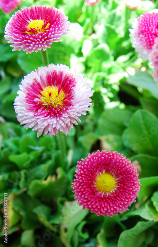 white and pink daisy flowers isolated