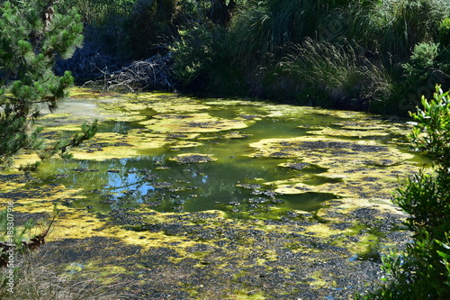 Принти на полотні Strong algal bloom in small pond among greenery.