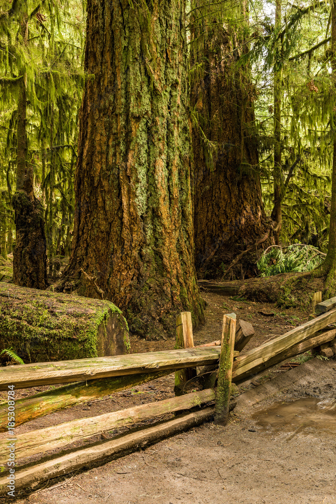 Cathedral Grove - MacMillan Provincial Park, Vancouver Island, British Columbia, Canada Cathedral Grove - MacMillan Provincial Park, Vancouver Island, British Columbia, Canada