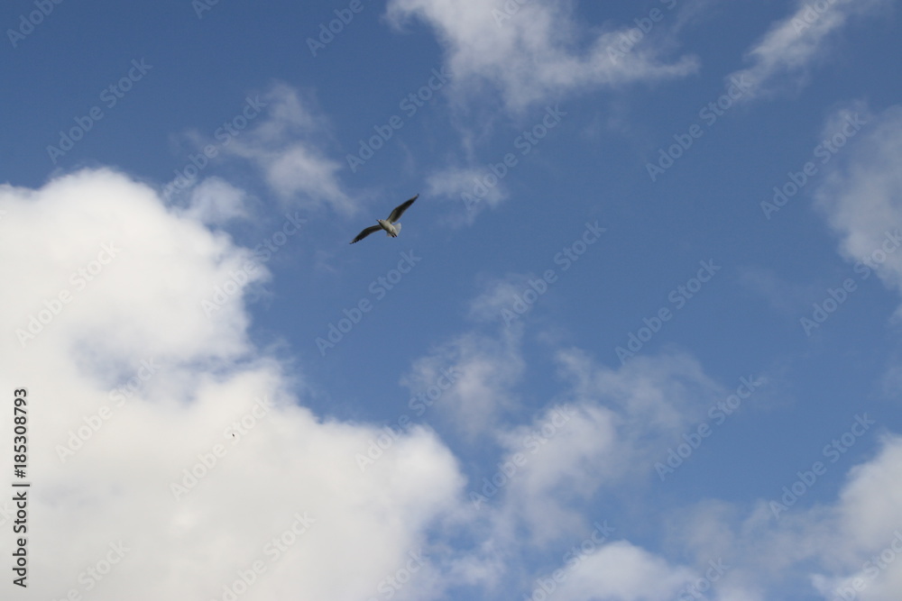 Seagull in Flight Among Clouds
