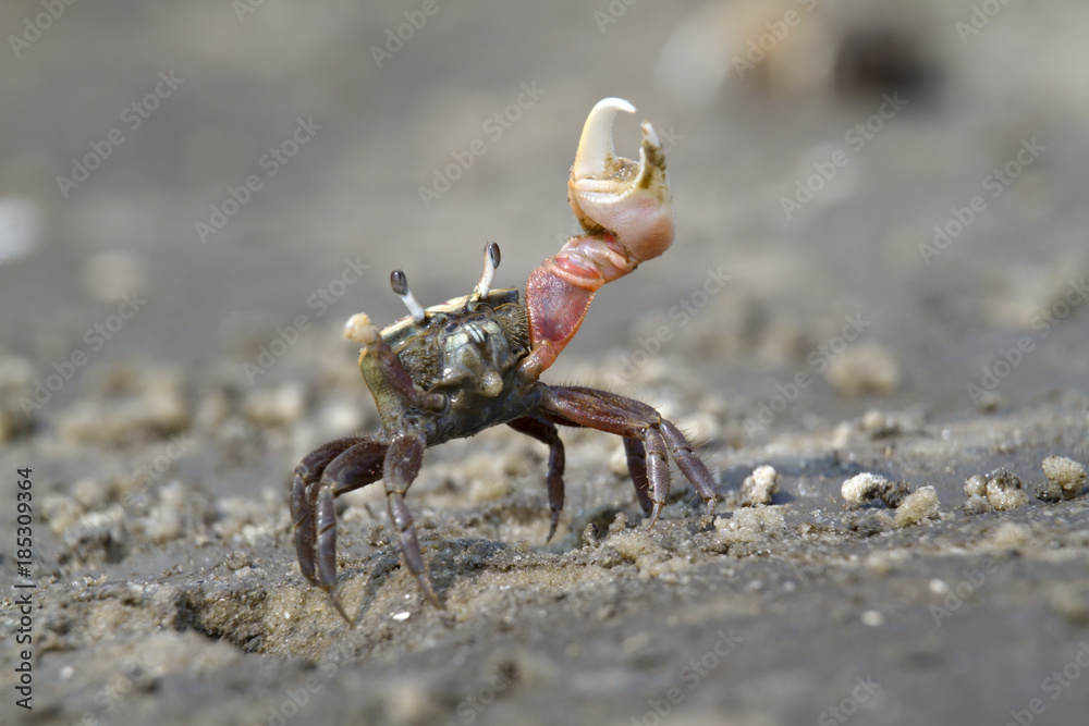 Atlantic sand fiddler crab (Uca pugilator) dancing, Hilton Head