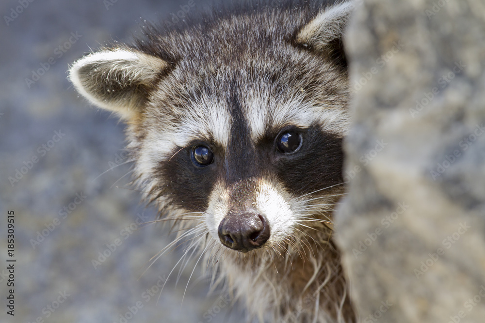 American raccoon (Procyon lotor) looking out of the rock near the den, Panama City Beach, Florida, USA American raccoon (Procyon lotor) looking out of the rock near the den, Panama City Beach, Florida, USA