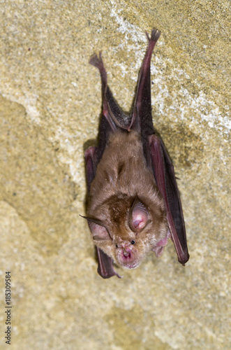 The greater horseshoe bats (Rhinolophus ferrumequinum) in an abandoned monastery (David Gareja, The Republic of Georgia). photo