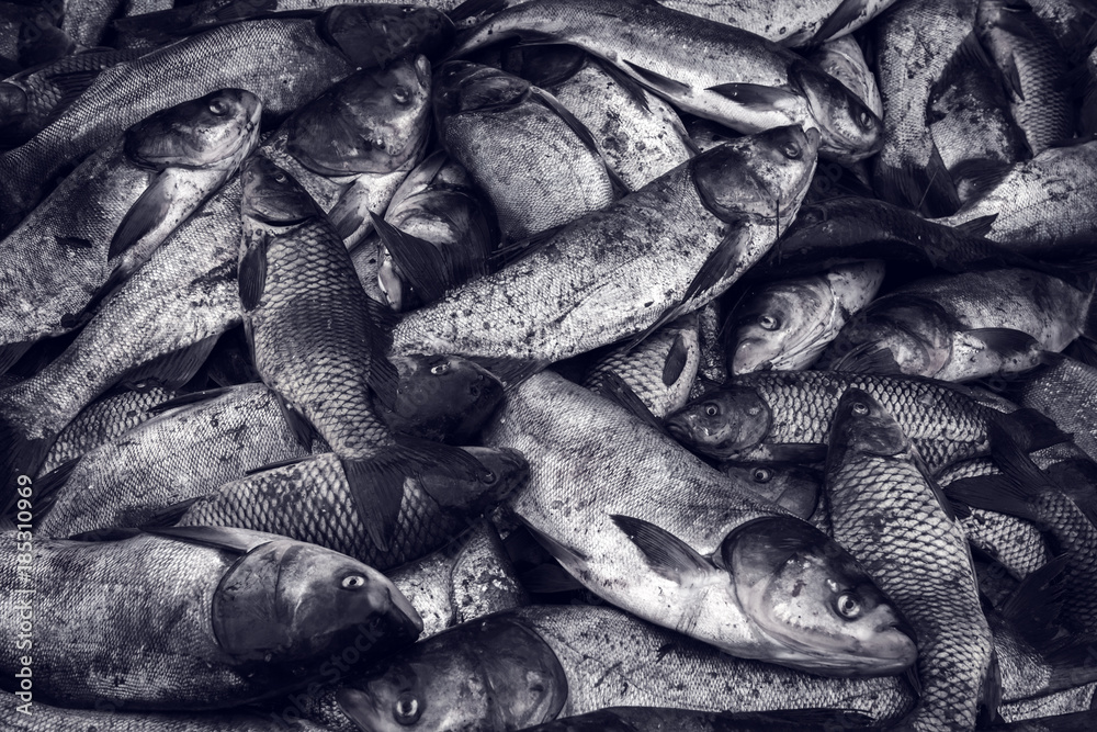 Obraz premium industrial fishing. illegal fishing and seafood.