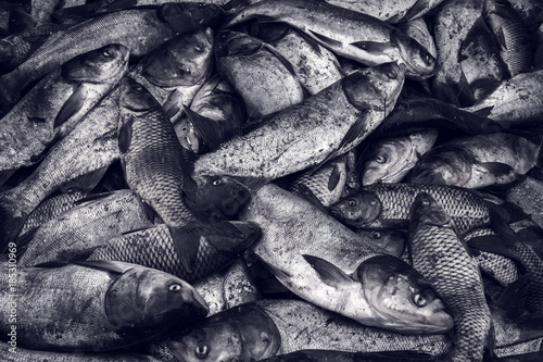 industrial fishing. illegal fishing and seafood.