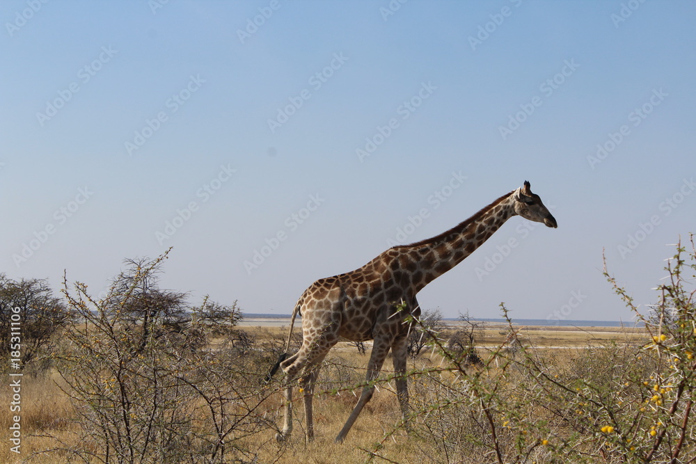 Obraz premium Giraffe in der Savanne