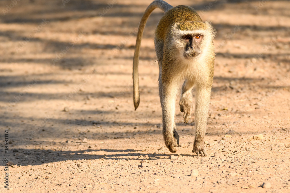 Fototapeta premium Vervet Monkey running in a national park in Zambia 