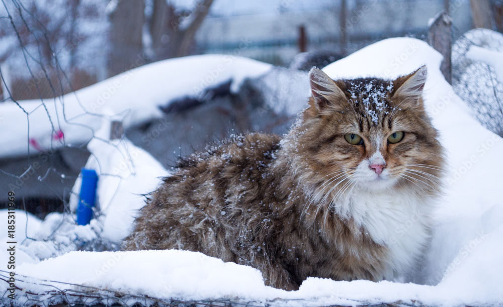 Tabby cat outdoors in winter
