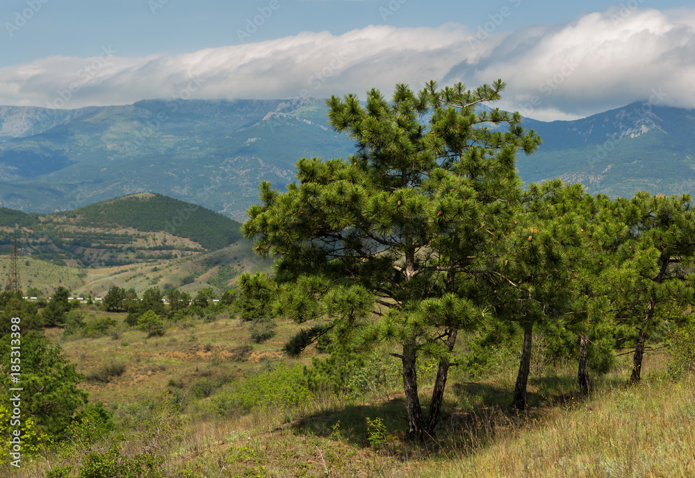 Pines on the background of the summer landscape of Crimean mountains