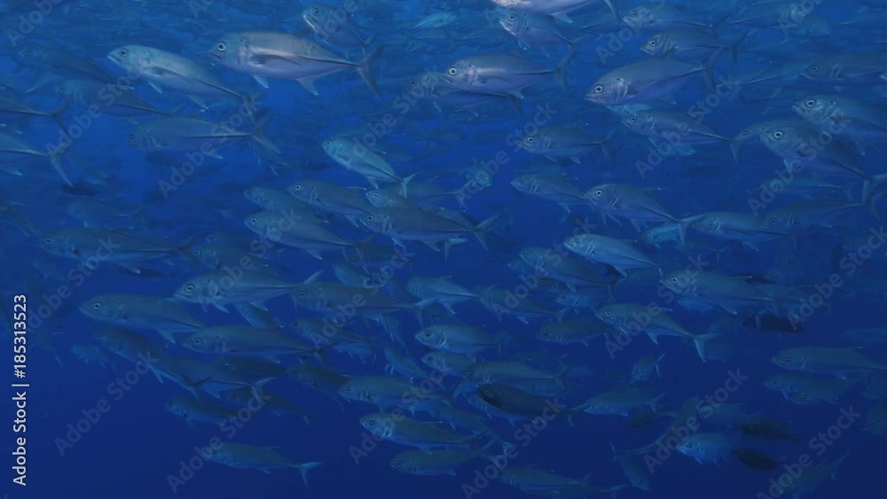 School of Trevally I Jacks School of Trevally I Jacks