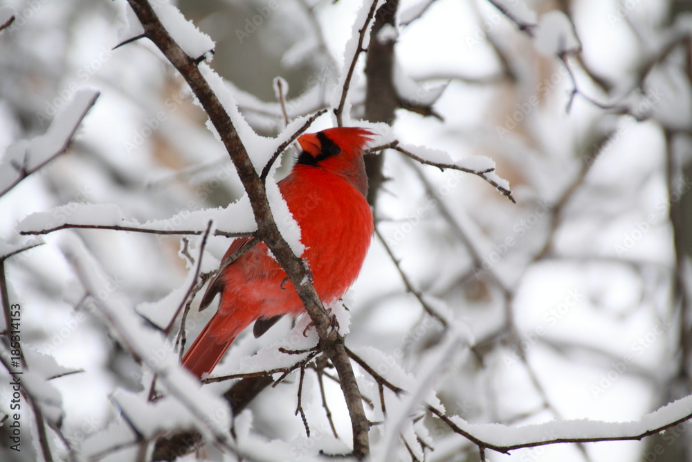 Cardinal Cardinal