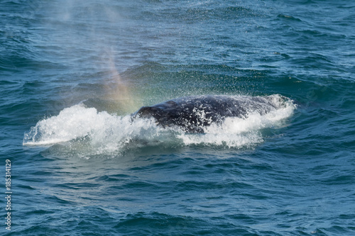 Humpback Whale (Megaptera novaeangliae) blowing rainbow spray and surfing, Port Stephens, Australia