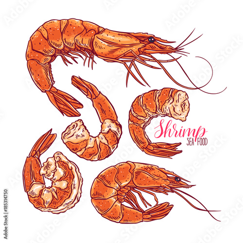 set of different shrimps