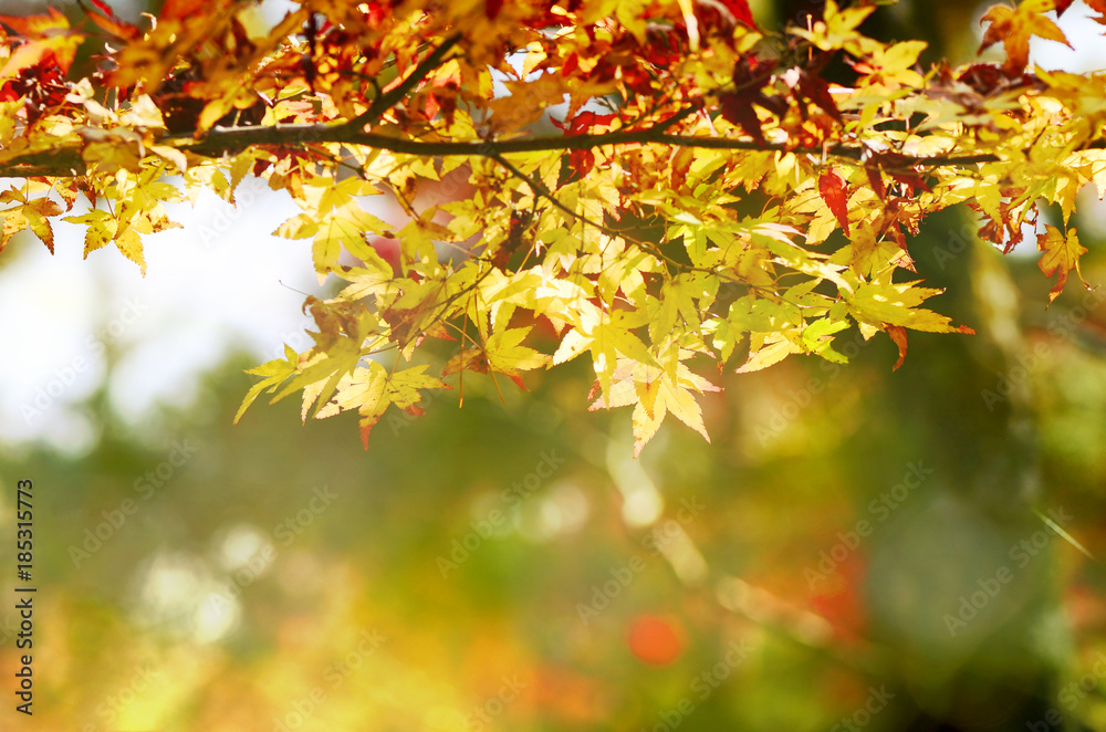 Maple Tree Garden in Autumn. Red Maple leaves in Autumn. Maple Tree Garden in Autumn. Red Maple leaves in Autumn.