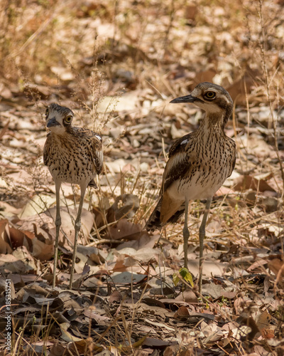 Two long legged Bush Stone-Curlews or Bush Thick-knees (Burhinus grallarius) at Edith Falls,  Nitmiluk National Park, Northern Territory, Australia