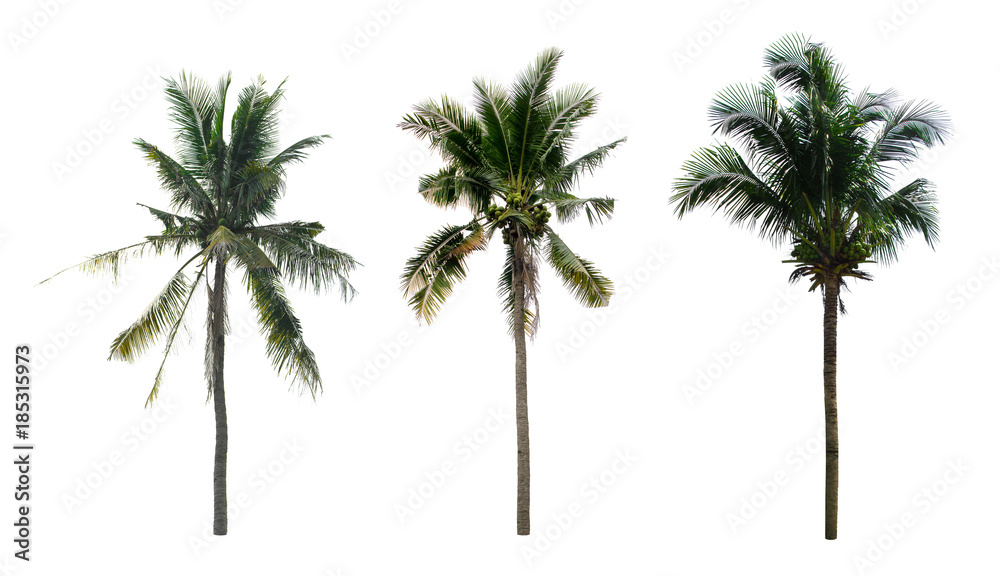 collection coconut tree isolated isolated on white background