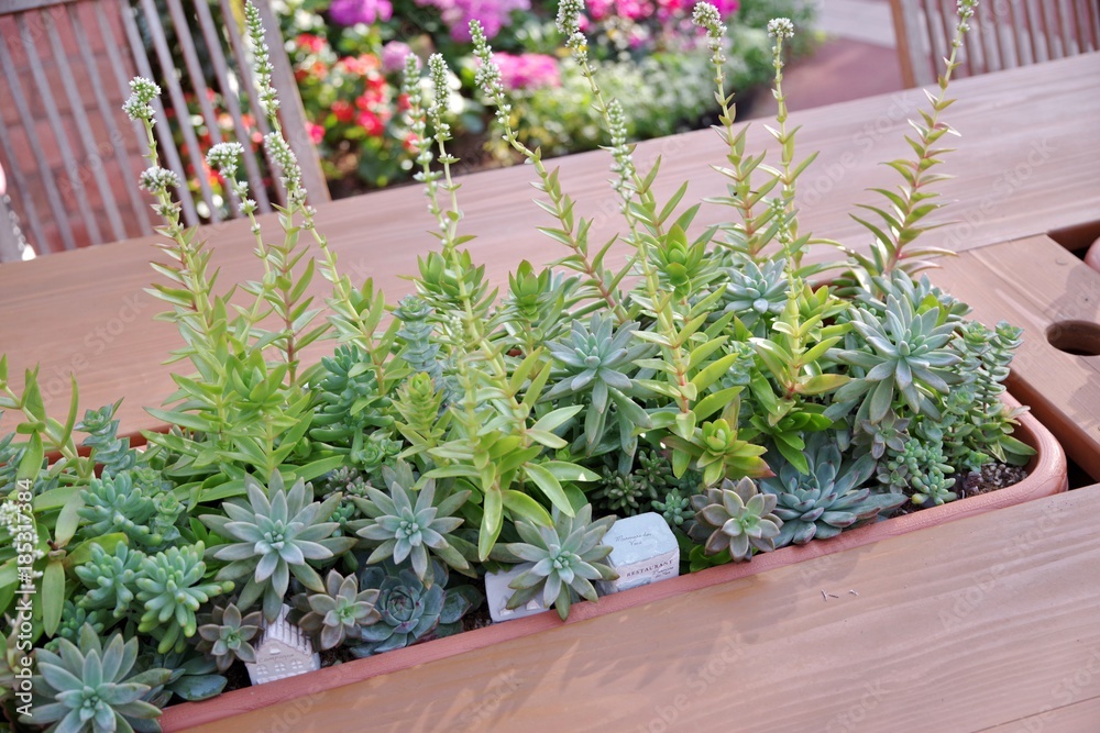 卓上の多肉植物の寄せ植えstock Photo Adobe Stock 卓上の多肉植物の寄せ植えstock Photo Adobe Stock
