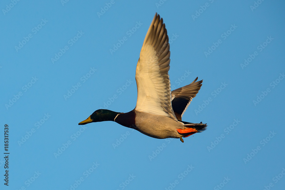 Obraz premium wild duck flying in the wild