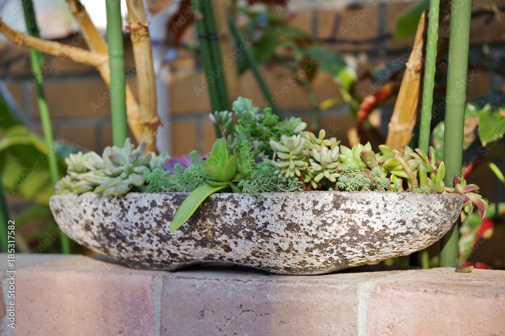 卓上の多肉植物の寄せ植えstock Photo Adobe Stock 卓上の多肉植物の寄せ植えstock Photo Adobe Stock
