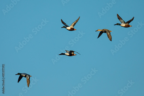 Male and female Northern Shovelers, flying in beautiful light 