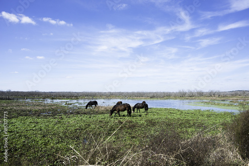 Wild Horses at Paynes Prairie State Park in Florida.