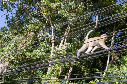 The rhesus macaque, monkey, by the maine road on the Thailands Island Koh Chang, walking on the street and on the wires, cables, lines.