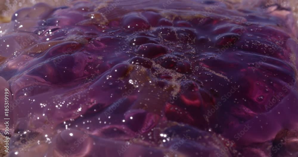 Jelly fish washed up on beach - extreme close up Jelly fish washed up on beach - extreme close up