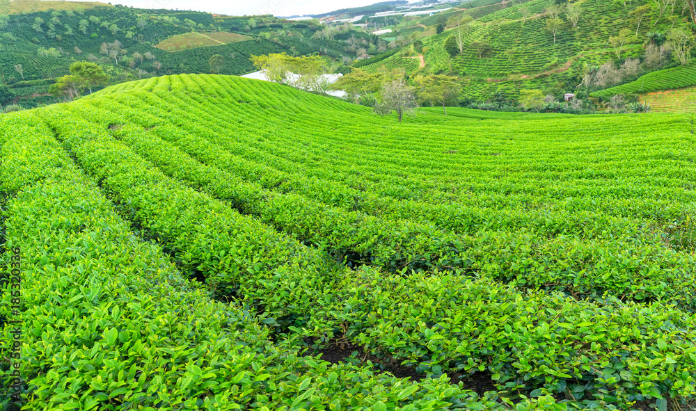 Panrama green tea hill in the highlands in the morning. This tea plantation existed for over a hundred years old and the largest tea supply in the region and exporting