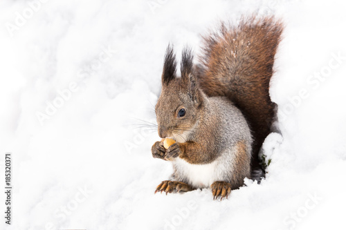 young red squirrel sitting on white snow in winter forest and eating nut 