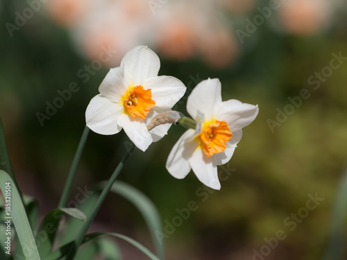 two white daffodils