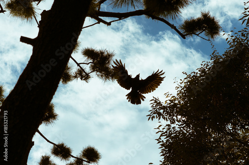A raven flying with wings spread in a Japanese garden, Tokyo, Japan