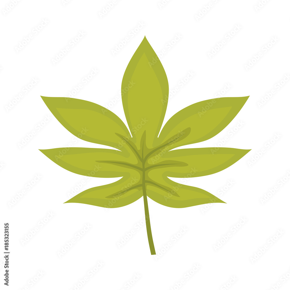 palmate leaf vector illustration palmate leaf vector illustration