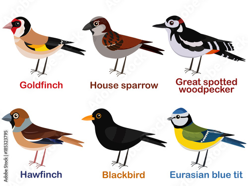 Vector illustration set of cute European bird cartoons - goldfinch, house sparrow, great spotted woodpecker, hawfinch, blackbird, blue tit.