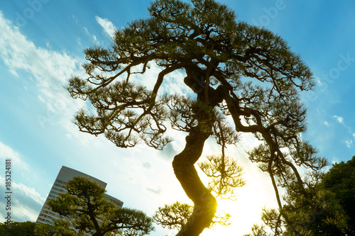 Japanese pine tree in Hamarikyu Gardens, Tokyo, Japan