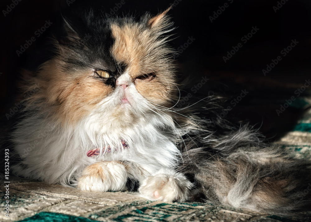 Portrait of an adult cat of the Persian breed in a contrast daylight 3.