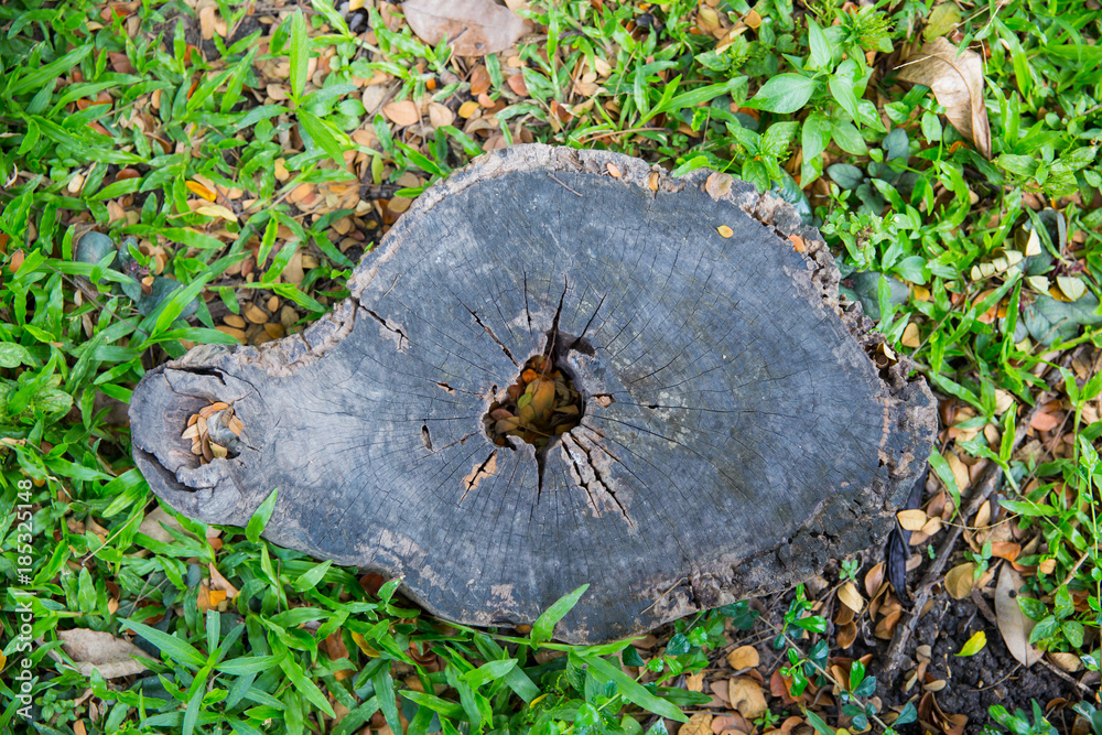 The old stump is covered with grass and branches for a long time.