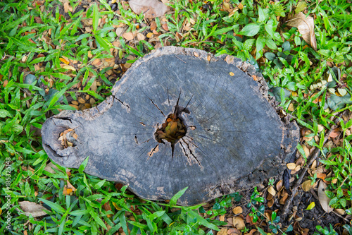 Obraz na płótnie The old stump is covered with grass and branches for a long time. w salonie