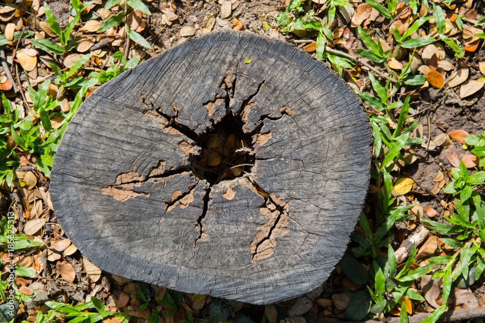 The old stump is covered with grass and branches for a long time.