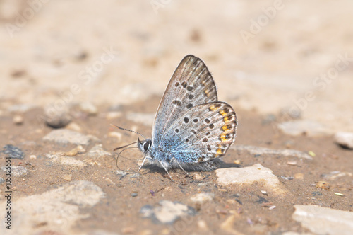 Plebejus argus  Silver Studded Blue. Common butterfly in Europe taking minerals from the ground