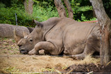 Big white rhinoceros