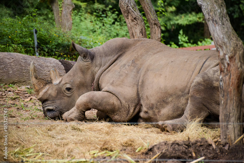 Big white rhinoceros © Thanabr