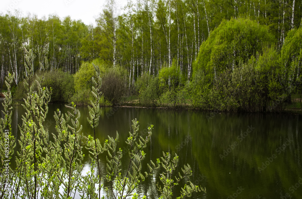 Obraz premium Forest pond
