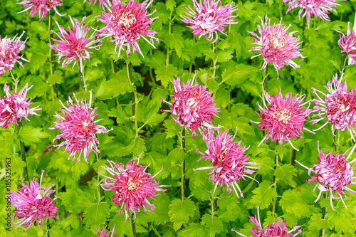 Pretty Japanese pink flowers